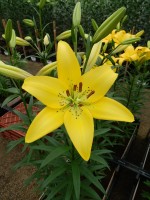 [5046 Ceb Dazzel No01.JPG]